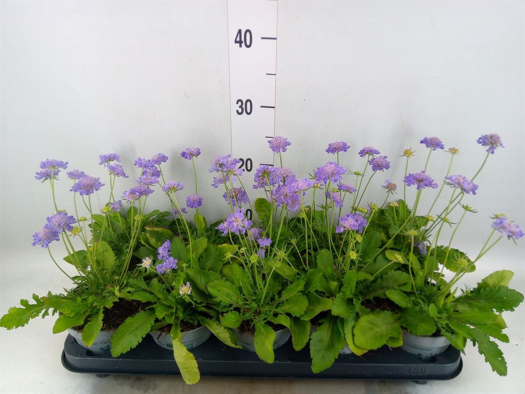 Горшечные цветы и растения оптом Scabiosa Japonica от 10шт из Голландии с доставкой по России