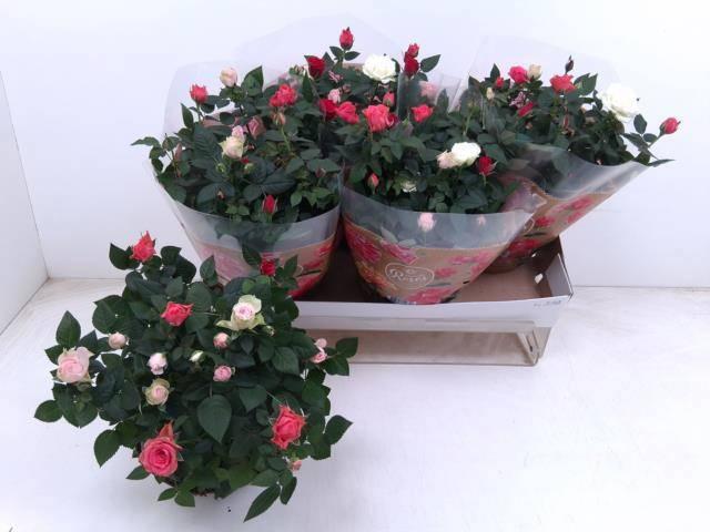 Горшечные цветы и растения оптом Ro Fav Festiv Gem Ip от 4шт из Голландии с доставкой по России