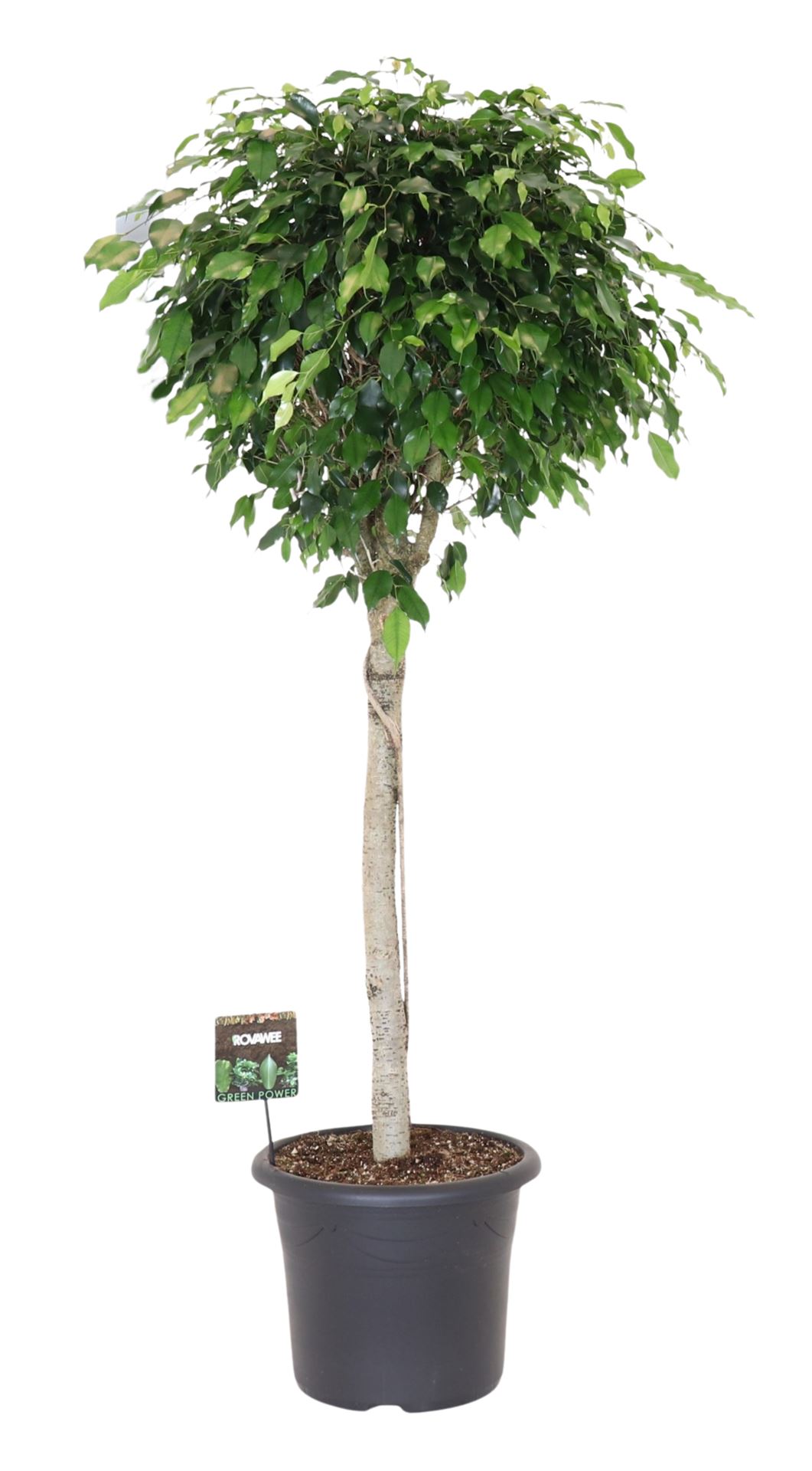 Горшечные цветы и растения оптом Ficus Be Danielle Twisted Stem от 1шт из Голландии с доставкой по России