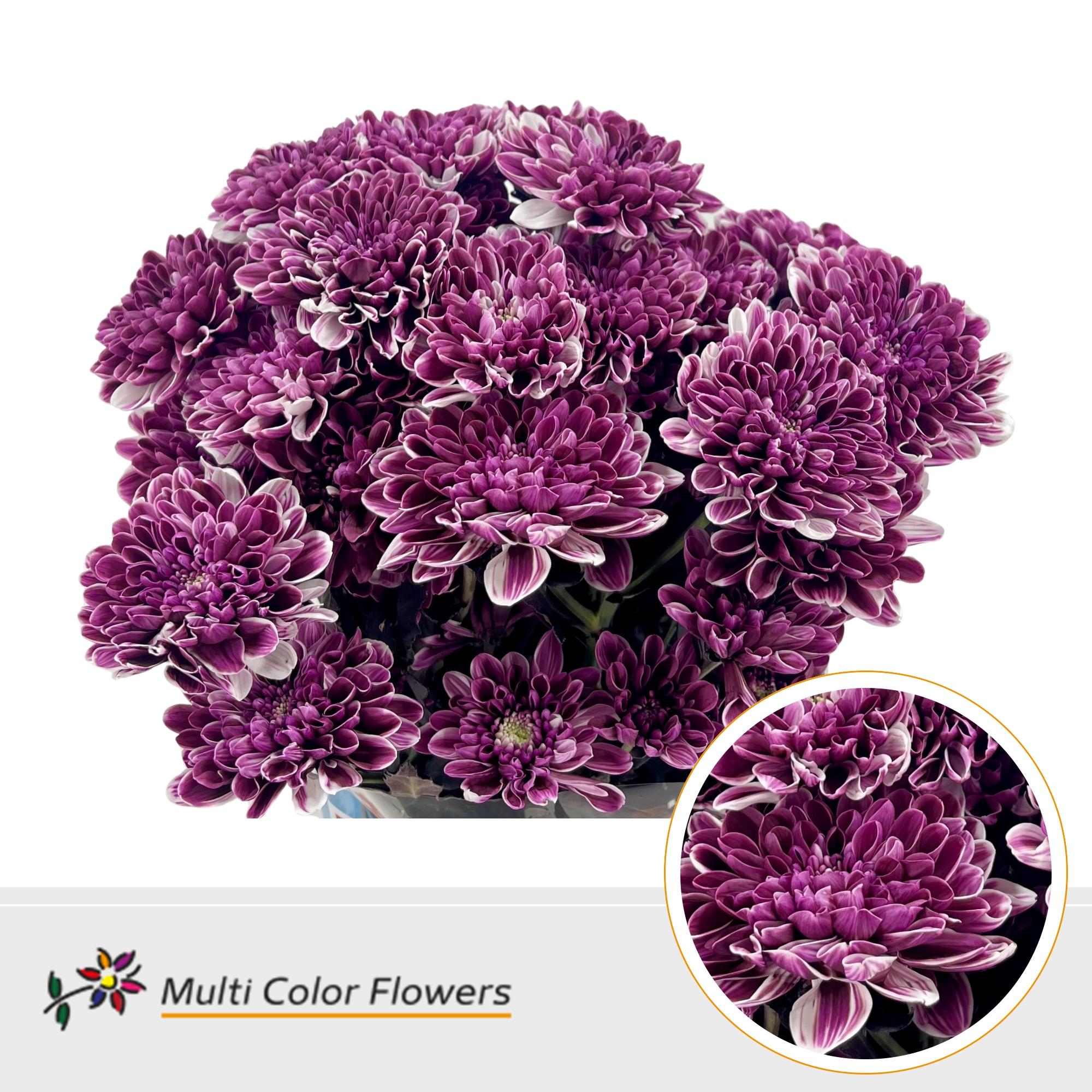Срезанные цветы оптом Chrys sp paint altaj dark cherry от 40шт из Голландии с доставкой по России