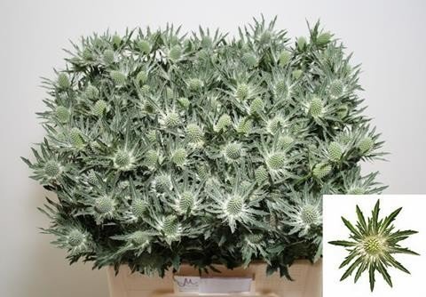 Срезанные цветы оптом Eryngium sirius от 40шт из Голландии с доставкой по России