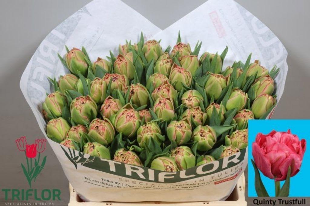 Срезанные цветы оптом Tulipa do quinty trustfull от 50шт из Голландии с доставкой по России