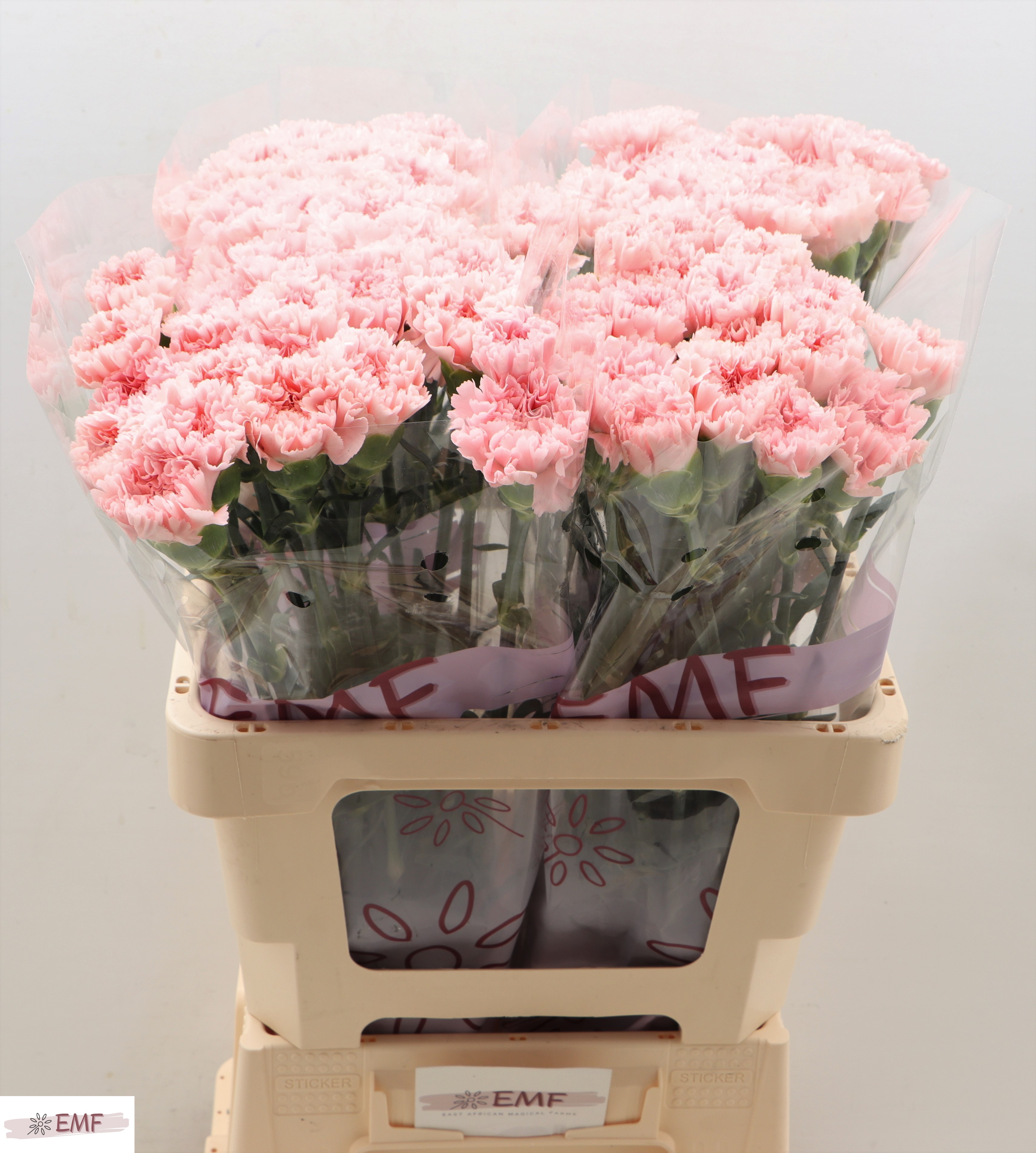 Срезанные цветы оптом Dianthus st jodie от 80шт.. из Голландии с доставкой по России