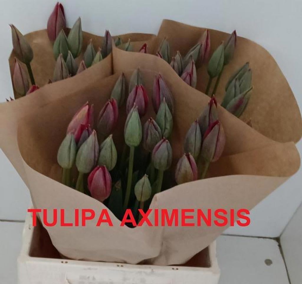 Срезанные цветы оптом Clusiana Aximensis от 60шт из Голландии с доставкой по России