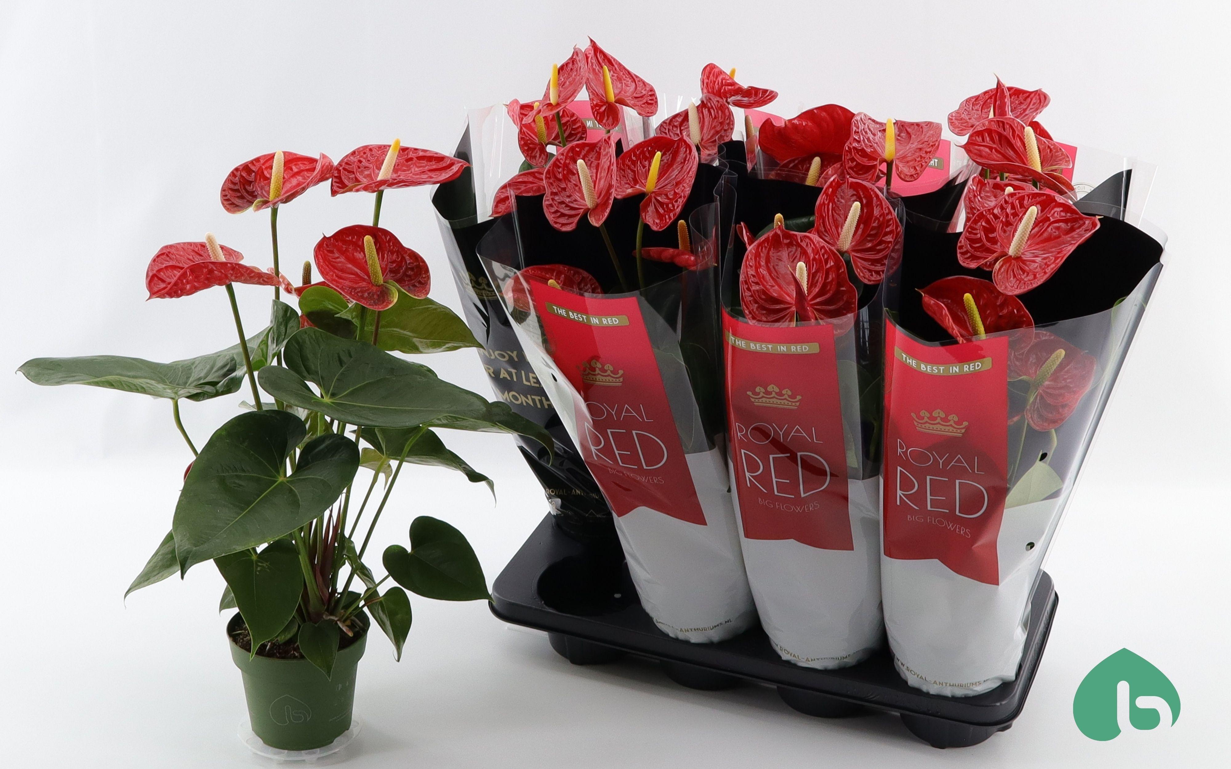 Горшечные цветы и растения оптом Anthu An Madural от 8шт из Голландии с доставкой по России