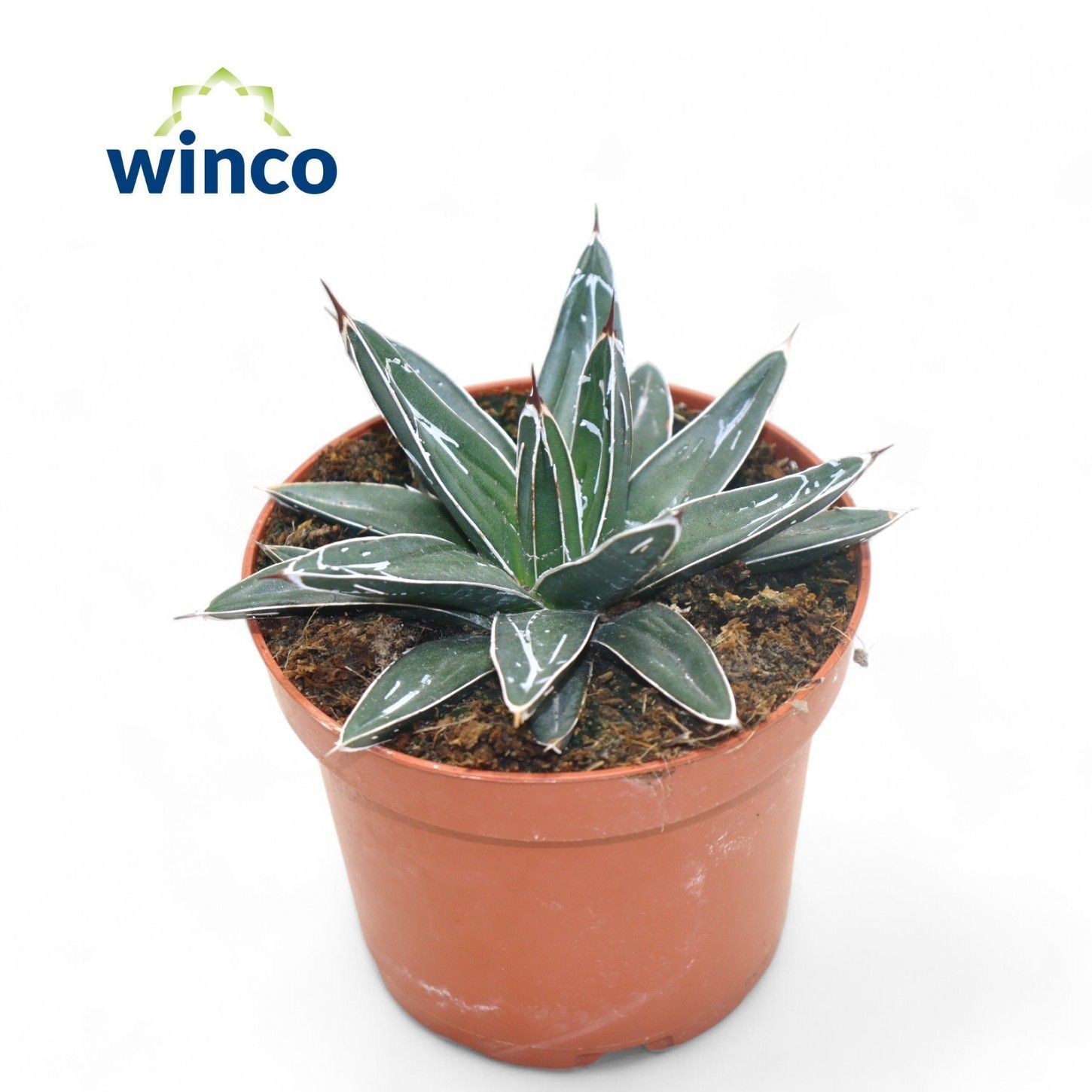 Горшечные цветы и растения оптом Agav Victoriae-regin от 18шт (для телеги) из Голландии с доставкой по России