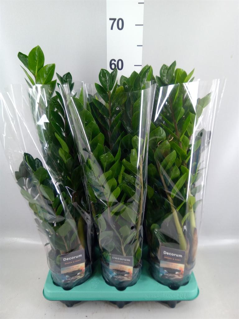 Горшечные цветы и растения оптом Zamioculcas Zamiifolia lima от 6шт из Голландии с доставкой по России