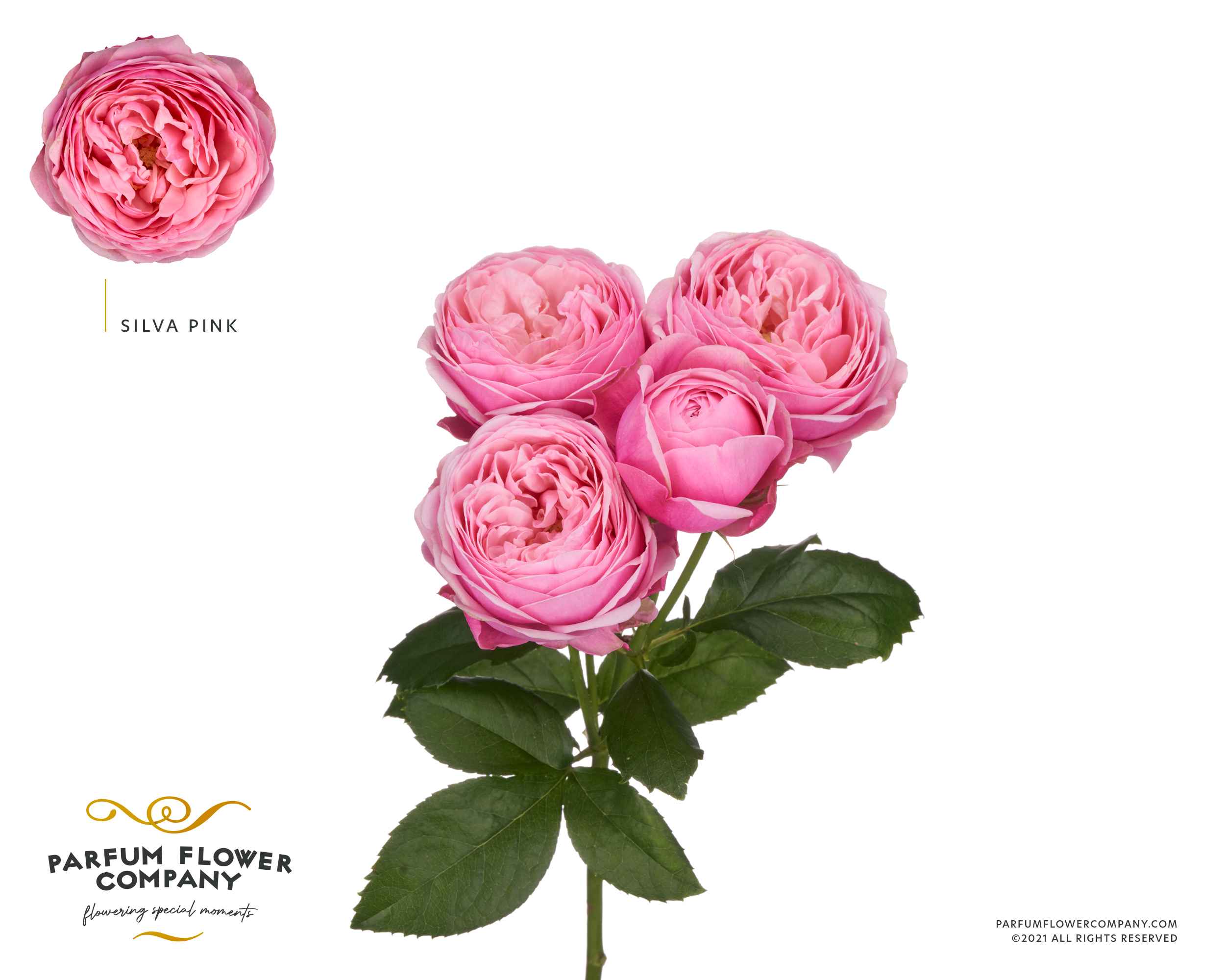 Срезанные цветы оптом Rosa la garden salvia pink от 20шт из Голландии с доставкой по России