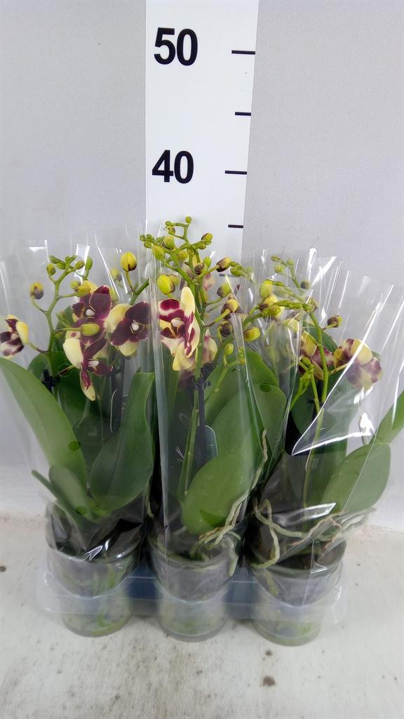 Горшечные цветы и растения оптом Phalaenopsis Multi. ...yellow A от 6шт (для телеги) из Голландии с доставкой по России