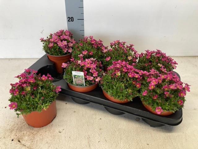 Горшечные цветы и растения оптом Saxif Andrewsii от 8шт из Голландии с доставкой по России