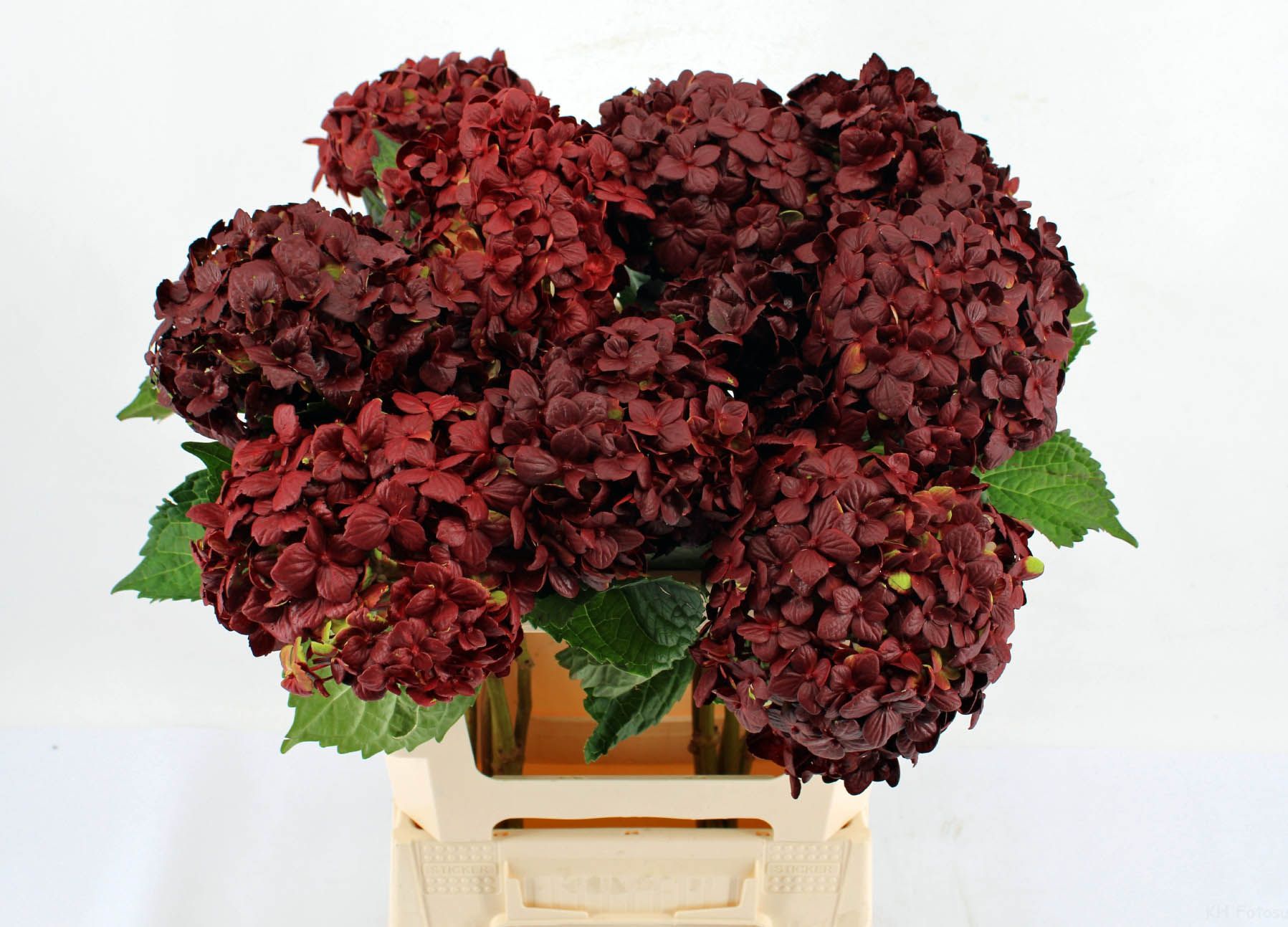 Срезанные цветы оптом Hydrangea emerald burgundy от 10шт из Голландии с доставкой по России