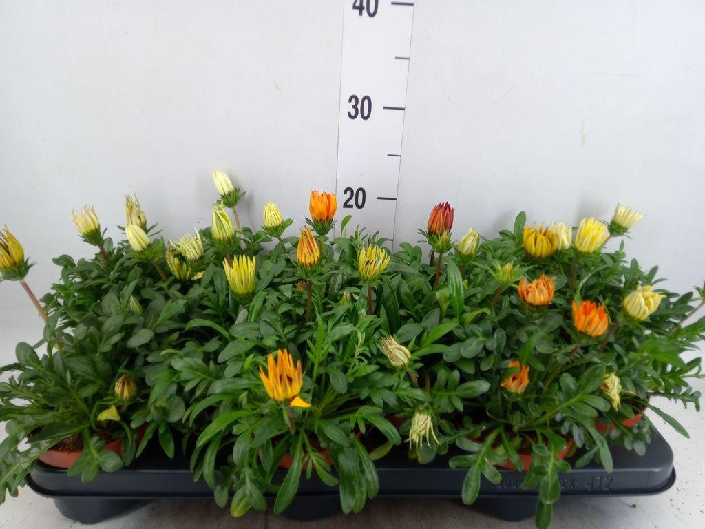 Горшечные цветы и растения оптом Gazania   ...mix от 12шт из Голландии с доставкой по России
