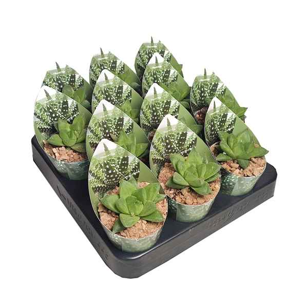 Горшечные цветы и растения оптом Haworthia Cymbiformis Potcover от 12шт из Голландии с доставкой по России