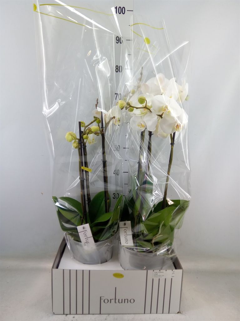 Горшечные цветы и растения оптом Phalaenopsis   ...white от 2шт из Голландии с доставкой по России