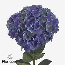 Срезанные цветы оптом Hydrangea magical mistral от 10шт из Голландии с доставкой по России