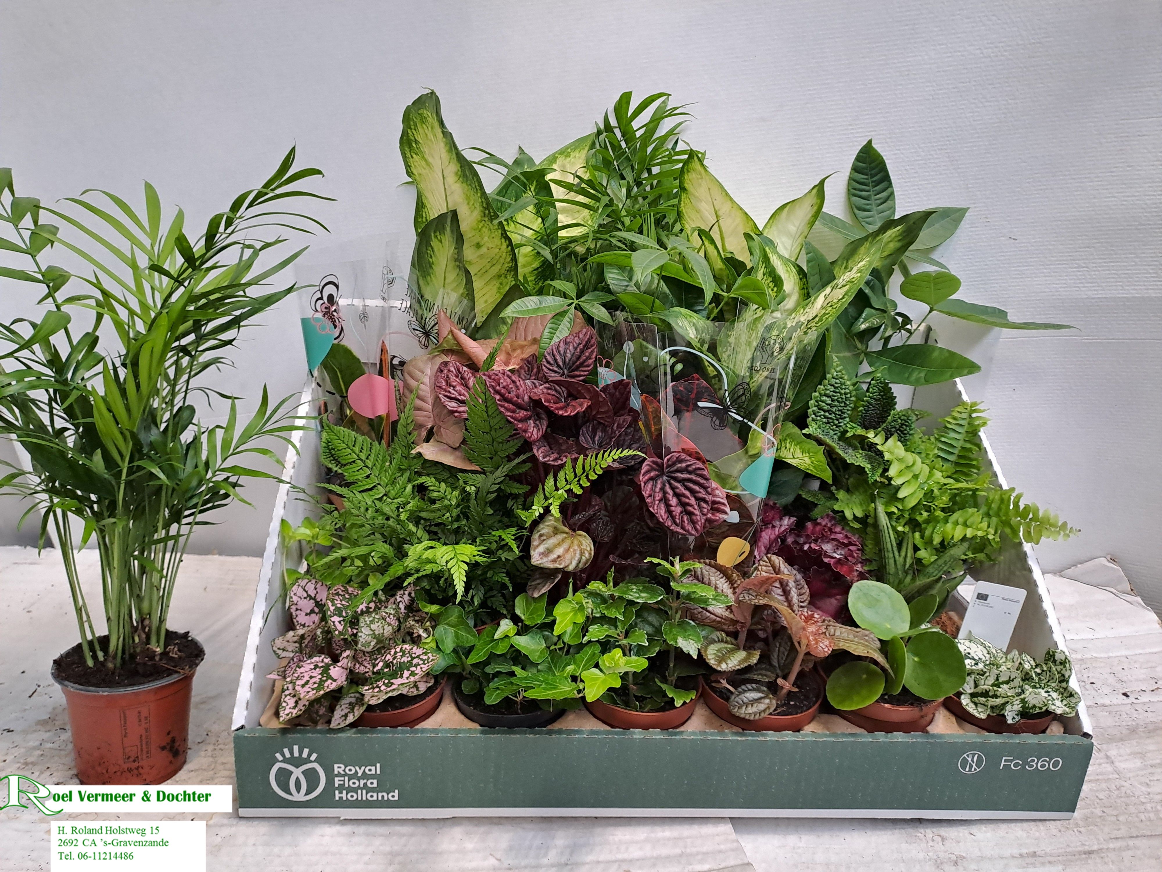 Горшечные цветы и растения оптом Kamerpl Gem Ov от 24шт (для телеги) из Голландии с доставкой по России