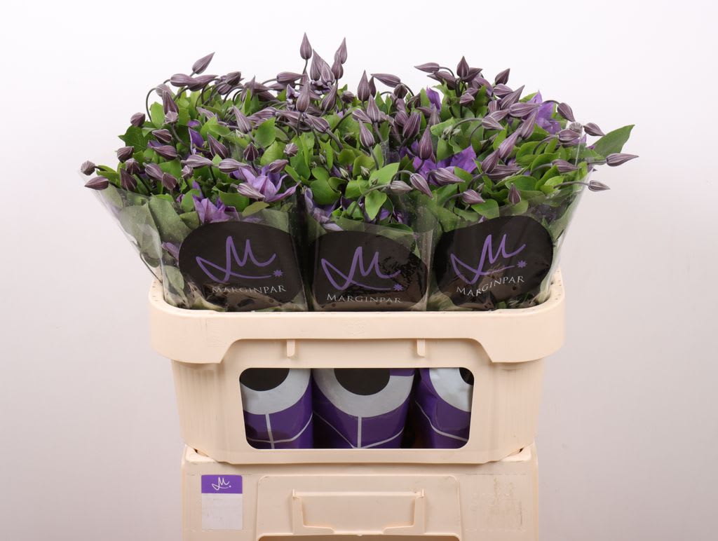 Срезанные цветы оптом Clematis amazing sofia от 60шт из Голландии с доставкой по России