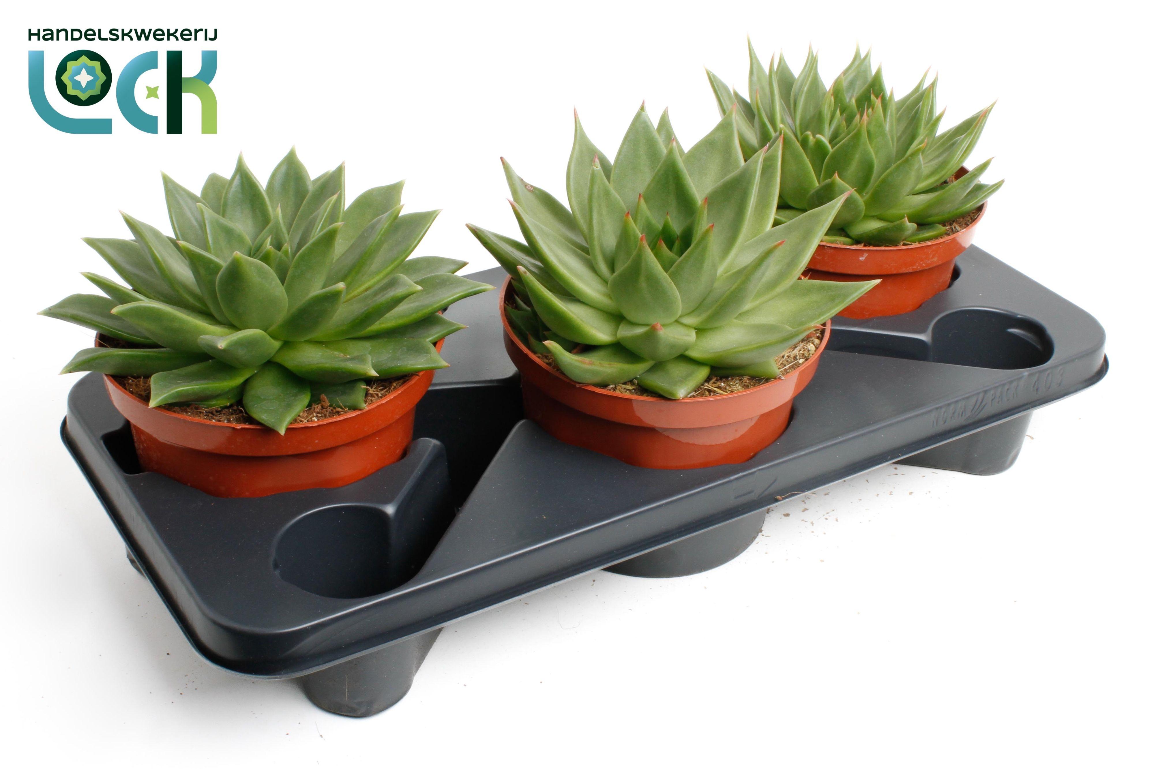 Горшечные цветы и растения оптом Echeveria Agavoides от 3шт из Голландии с доставкой по России