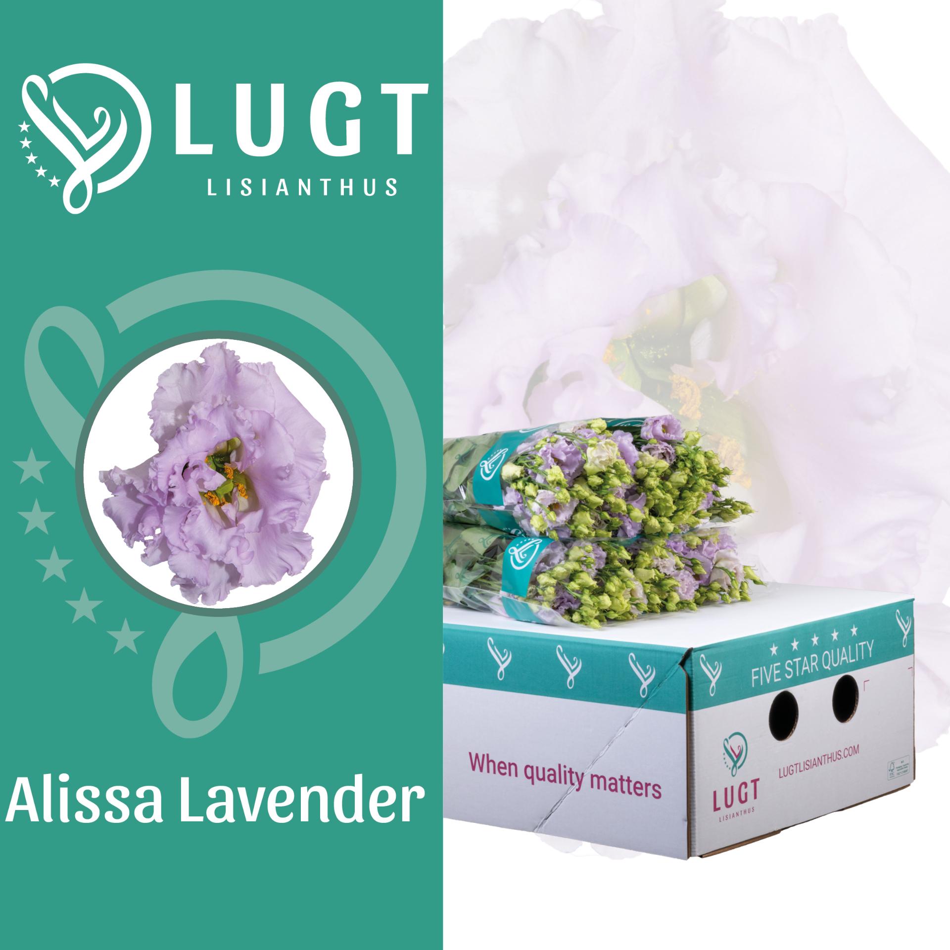 Срезанные цветы оптом Lisianthus do alissa lavender A от 40шт из Голландии с доставкой по России
