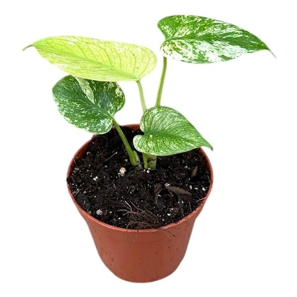 Горшечные цветы и растения оптом Monstera Mint от 1шт (для телеги) из Голландии с доставкой по России