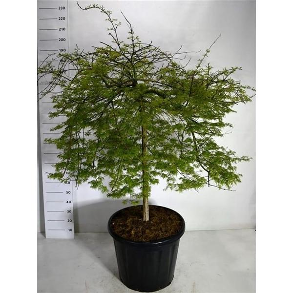 Горшечные цветы и растения оптом Acer Palm Emerald Lace от 1шт из Голландии с доставкой по России