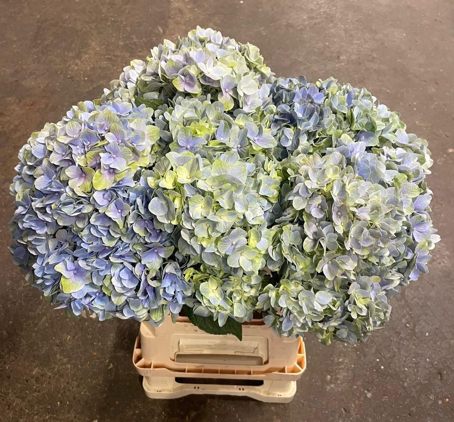 Срезанные цветы оптом Hydrangea mag tender love от 10шт из Голландии с доставкой по России