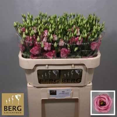 Срезанные цветы оптом Lisianthus do rosita pink от 40шт из Голландии с доставкой по России