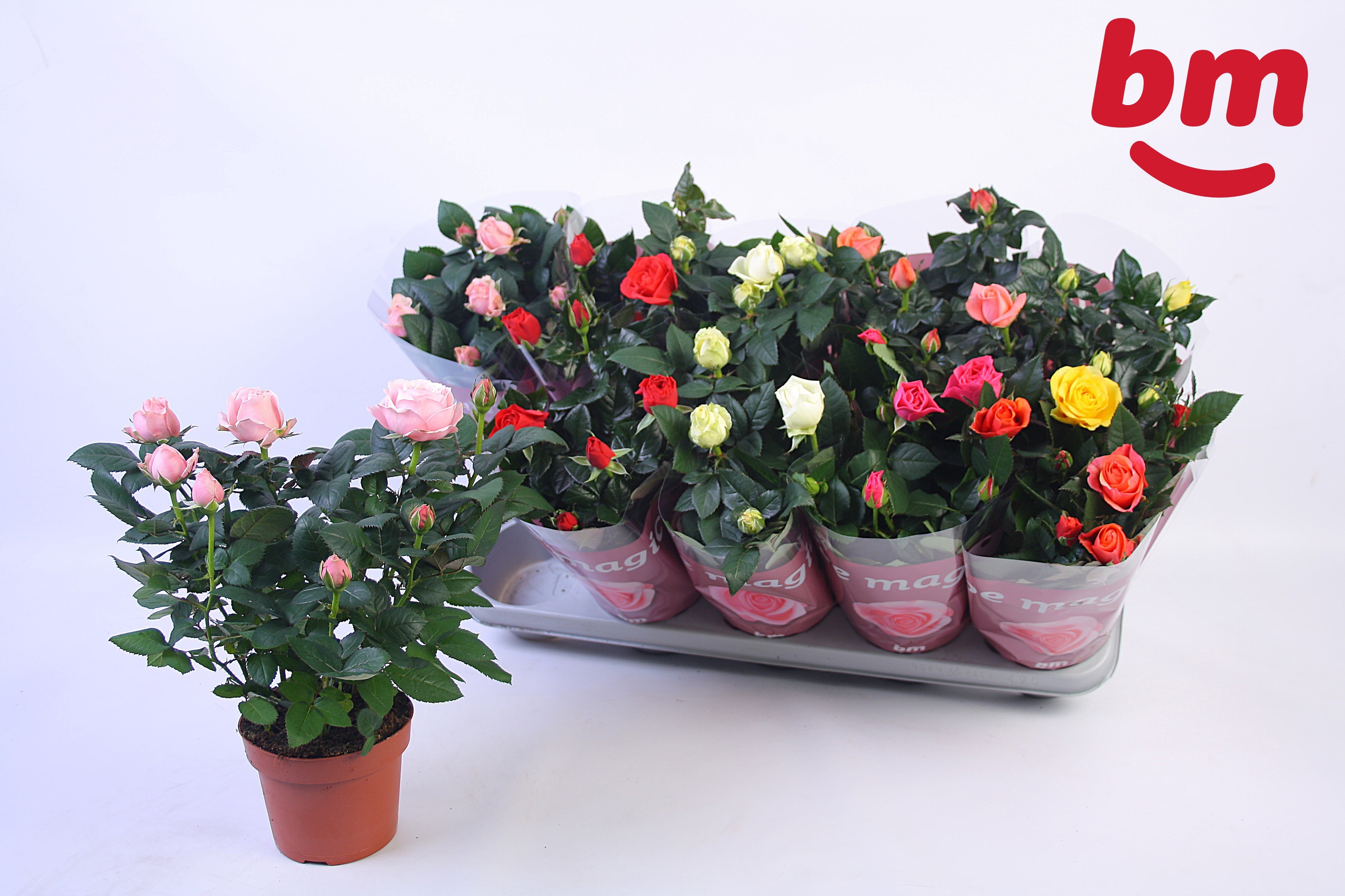 Горшечные цветы и растения оптом Ro B Monde Gem 6 Srt от 10шт из Голландии с доставкой по России