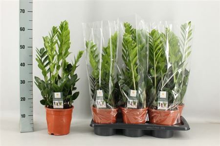 Горшечные цветы и растения оптом Zamioculcas 5+ от 6шт из Голландии с доставкой по России