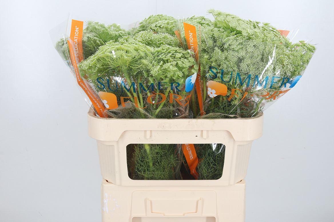 Срезанные цветы оптом Ammi visnaga от 50шт из Голландии с доставкой по России Срезанные цветы оптом Ammi visnaga от 50шт из Голландии с доставкой по России