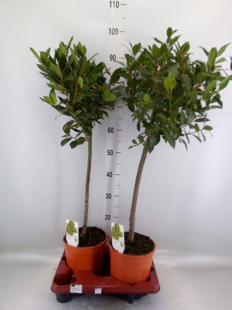 Горшечные цветы и растения оптом Laurus Nobilis от 2шт из Голландии с доставкой по России