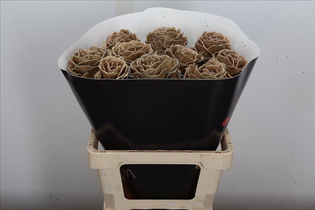 Срезанные цветы оптом Brassica wax caramel от 10шт из Голландии с доставкой по России