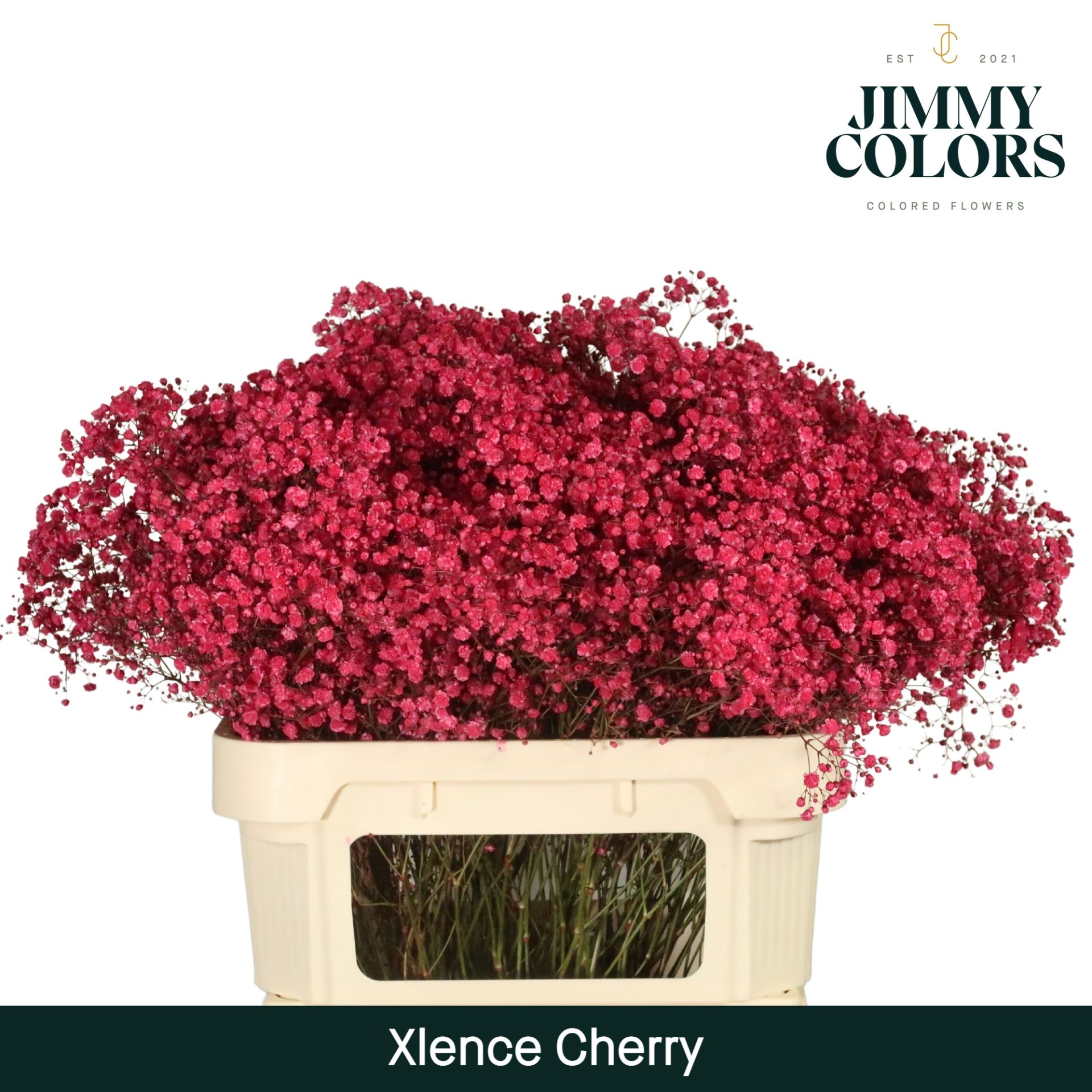 Срезанные цветы оптом Gyps large paint cherry от 50шт. из Голландии с доставкой по России