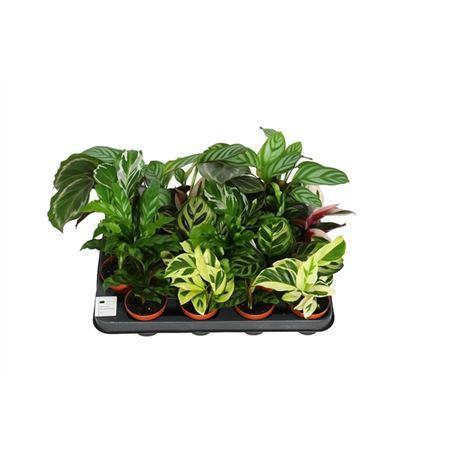 Горшечные цветы и растения оптом Calathea 7cm Gemengd от 16шт (для телеги) из Голландии с доставкой по России