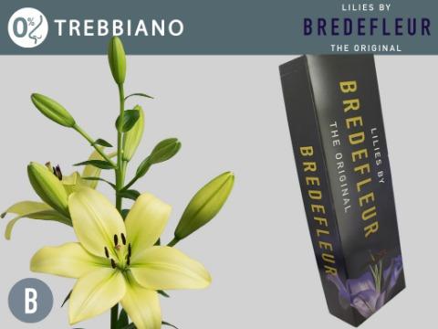 Срезанные цветы оптом Lilium la trebbiano A от 40шт из Голландии с доставкой по России
