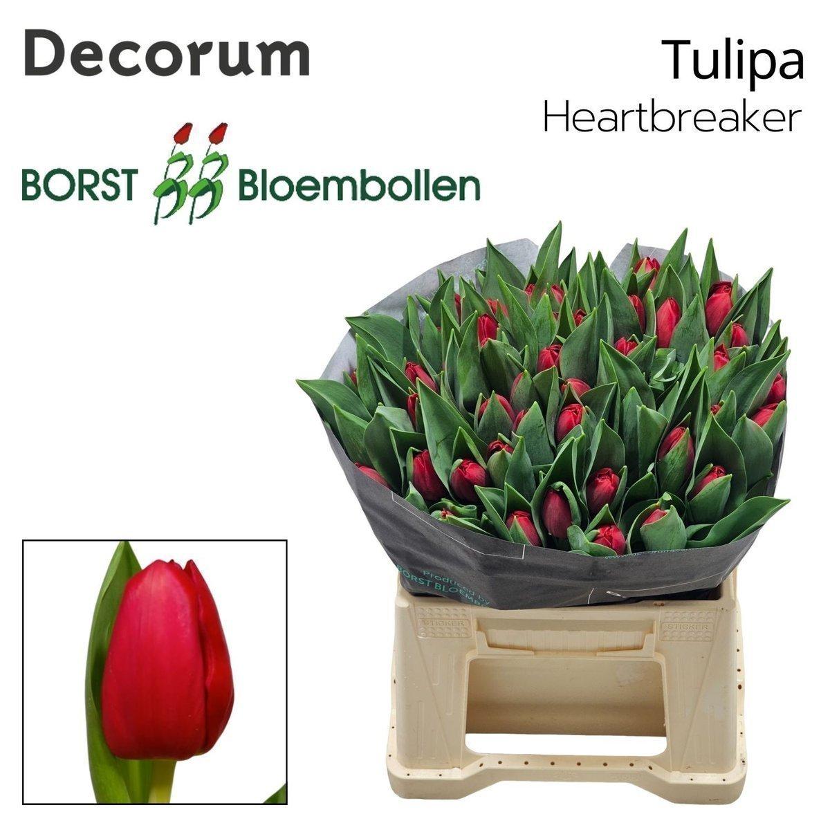 Срезанные цветы оптом Tulipa si heartbreaker от 100шт из Голландии с доставкой по России