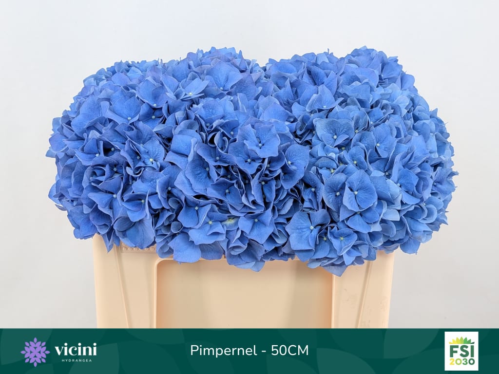Срезанные цветы оптом Hydrangea pimpernel от 10шт.. из Голландии с доставкой по России