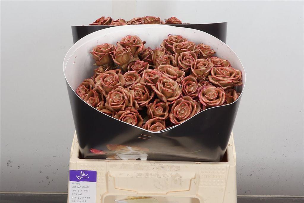 Срезанные цветы оптом Rosa spray wax flaming goldy от 20шт из Голландии с доставкой по России
