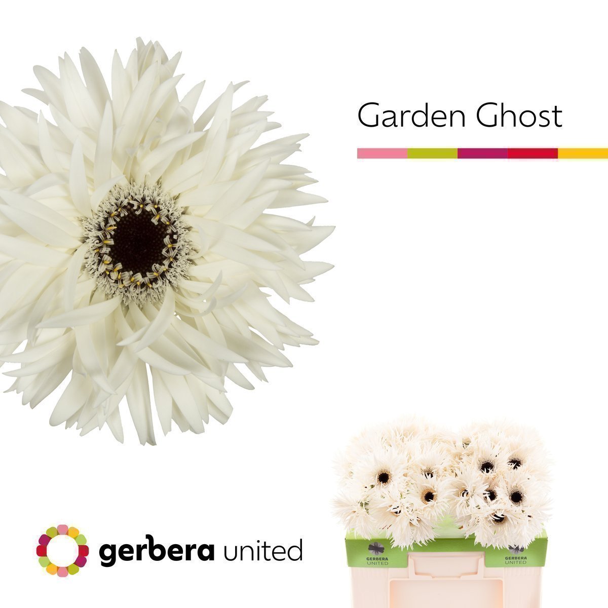 Срезанные цветы оптом Gerbera garden ghost от 40шт. из Голландии с доставкой по России