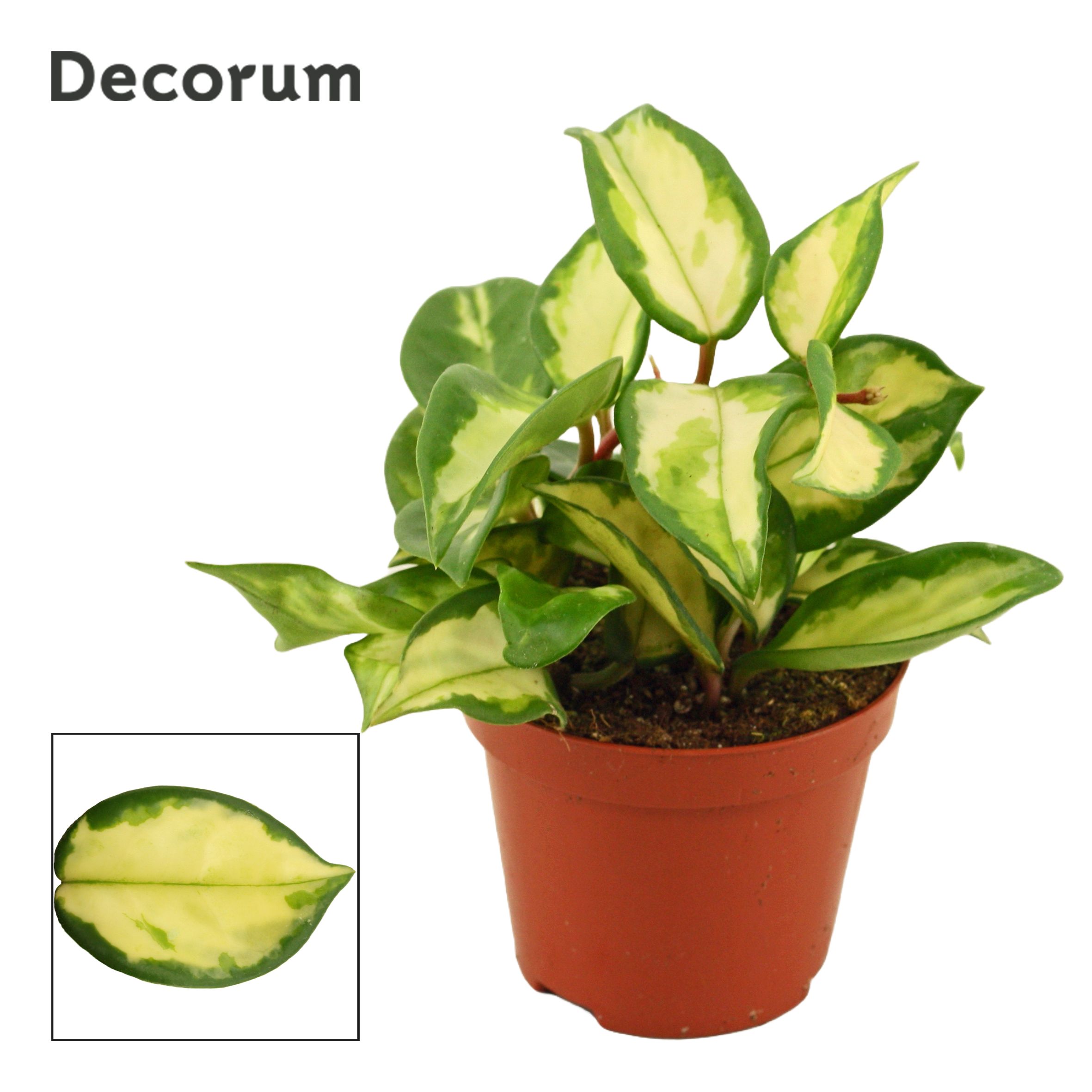 Горшечные цветы и растения оптом Hoya Carnosa Tricolor (decorum) от 18шт (для телеги) из Голландии с доставкой по России