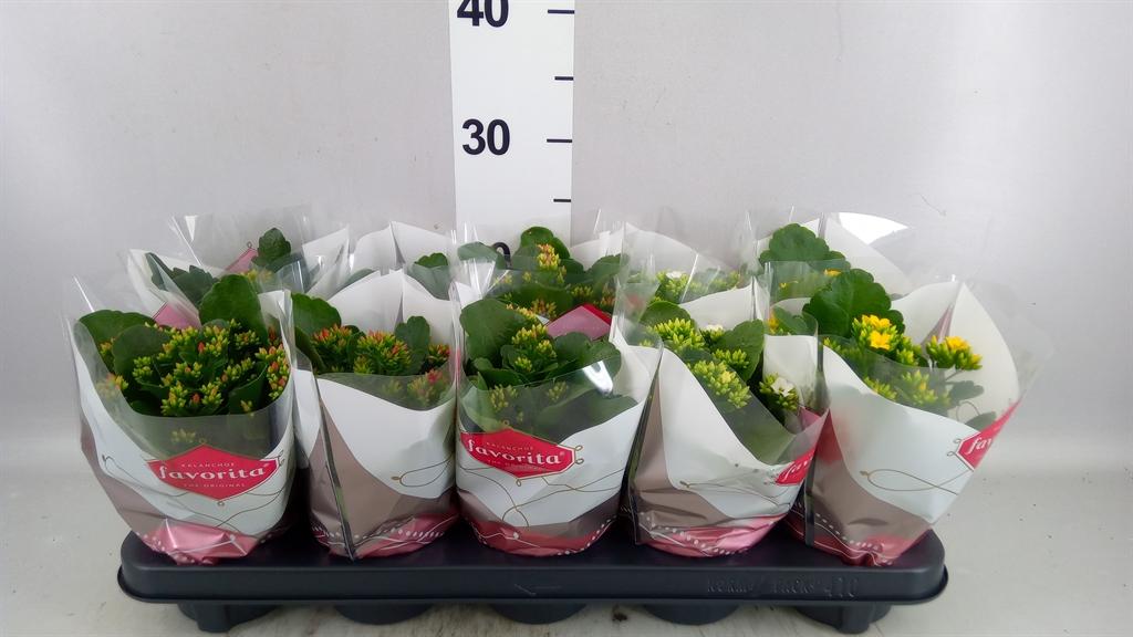Горшечные цветы и растения оптом Kalanchoe Blos. ..mix 6 от 10шт из Голландии с доставкой по России