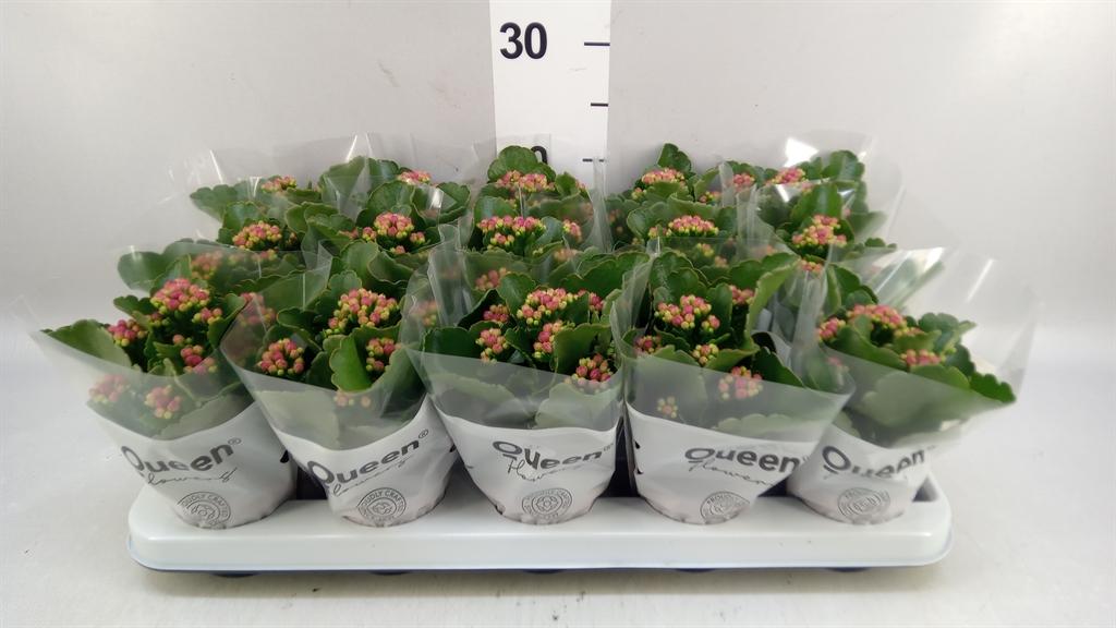 Горшечные цветы и растения оптом Kalanchoe roseflow Eliana от 15шт (для телеги) из Голландии с доставкой по России