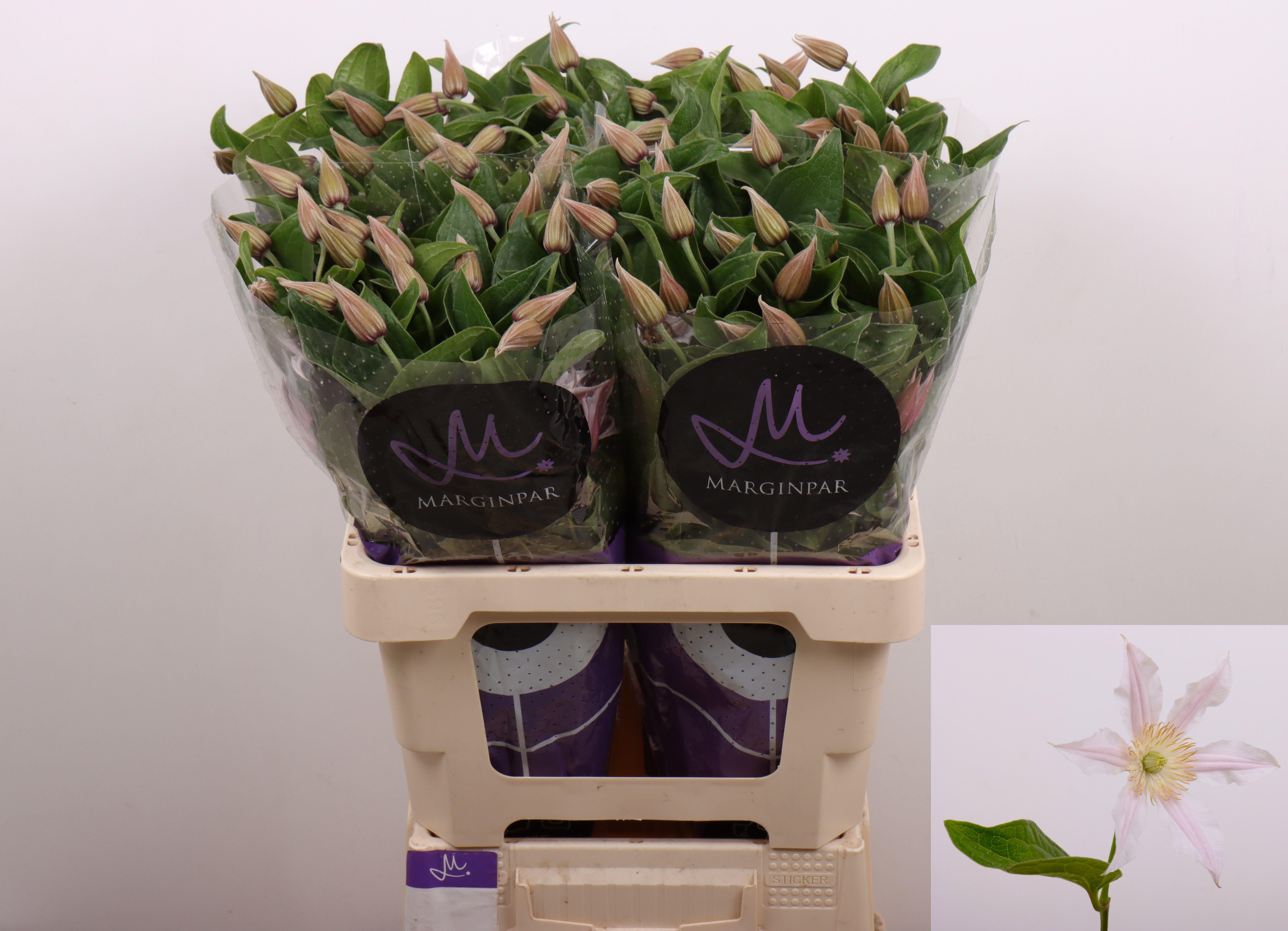 Срезанные цветы оптом Clematis amazing kansas от 40шт из Голландии с доставкой по России