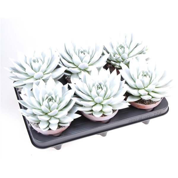 Горшечные цветы и растения оптом Echeveria Rainbow White от 6шт из Голландии с доставкой по России