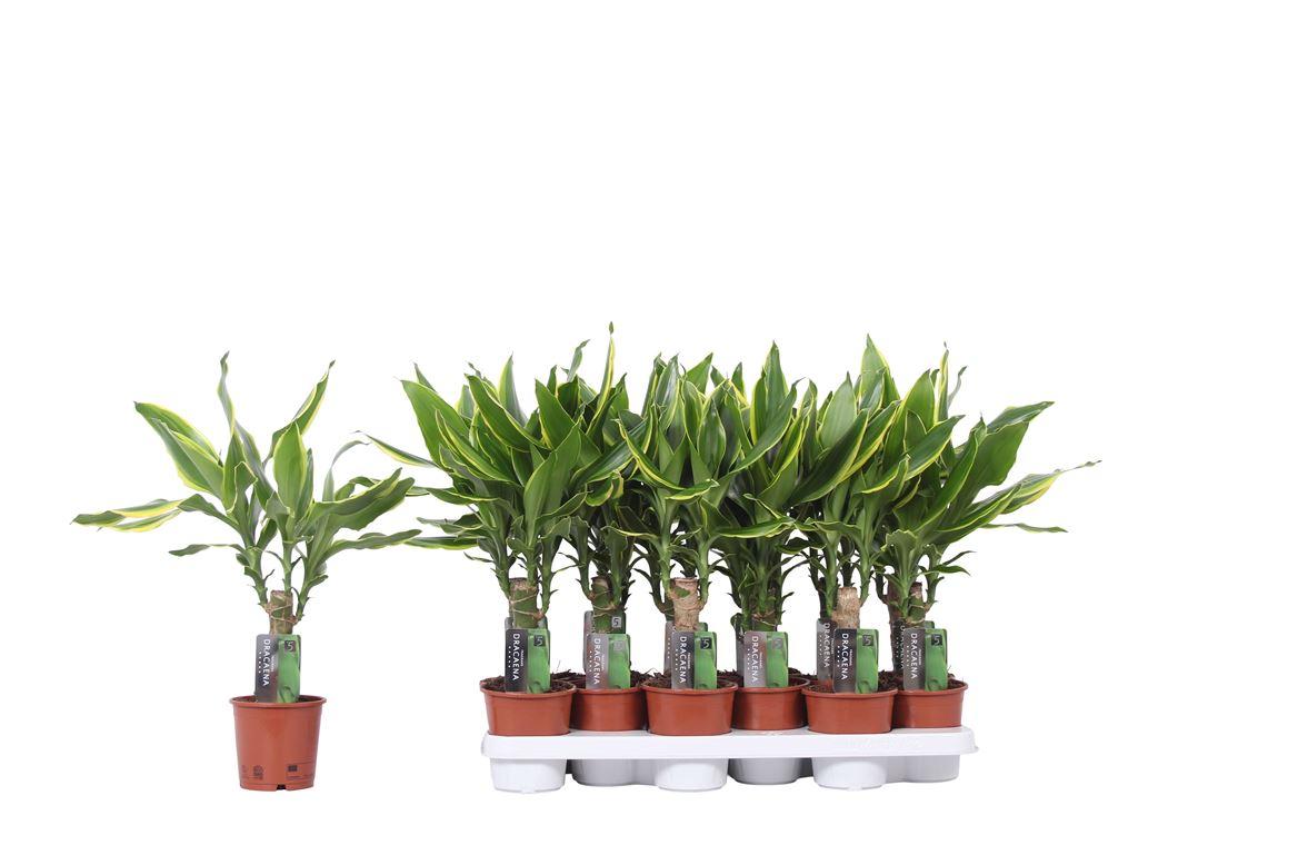 Горшечные цветы и растения оптом Drac Golden Coast 15cm Stem от 12шт из Голландии с доставкой по России