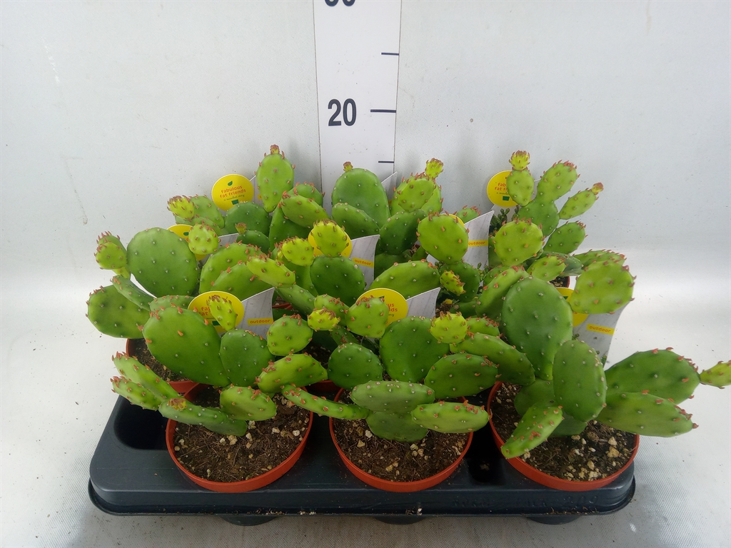 Горшечные цветы и растения оптом Opuntia Humifusa от 9шт из Голландии с доставкой по России