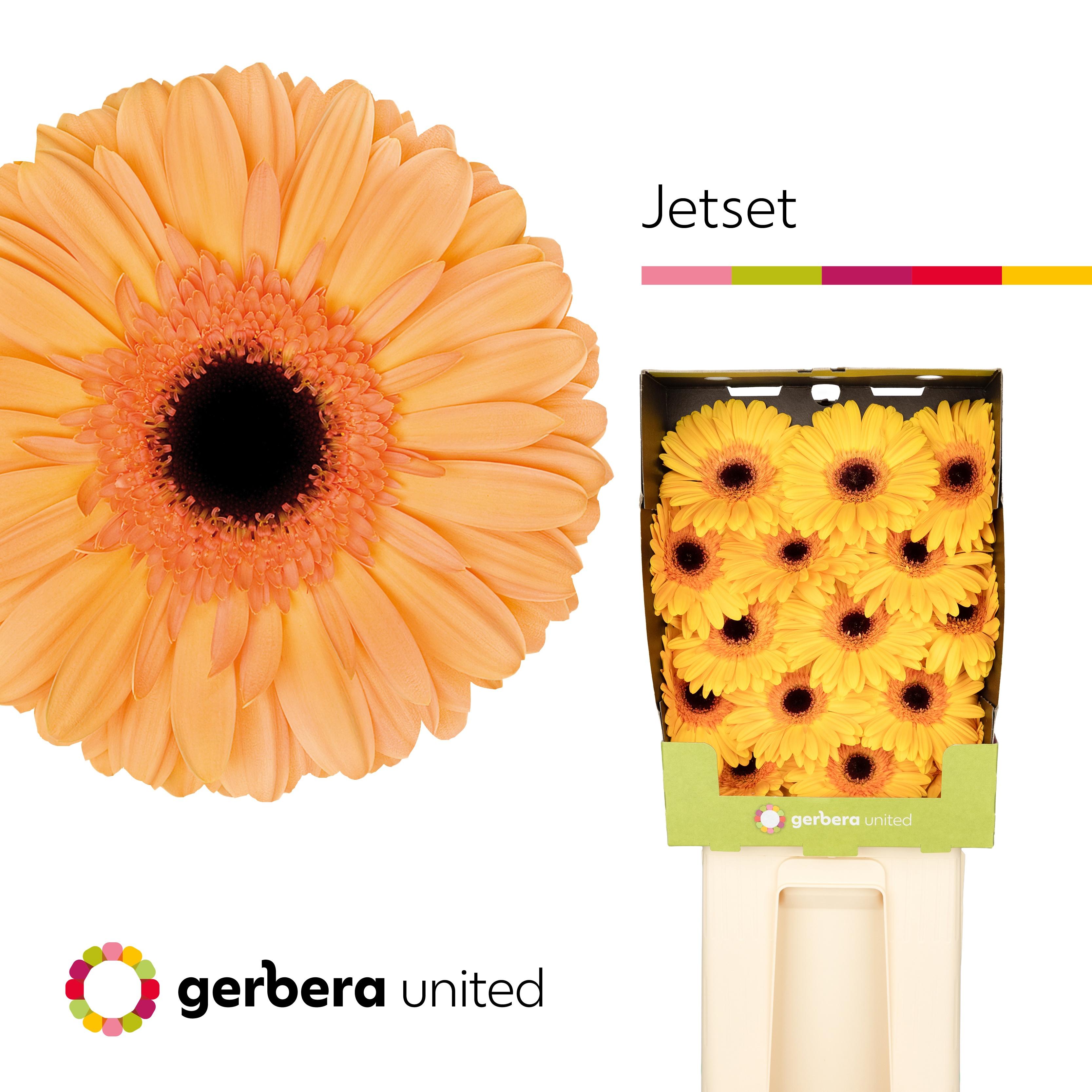 Срезанные цветы оптом Gerbera diamond jetset от 45шт из Голландии с доставкой по России