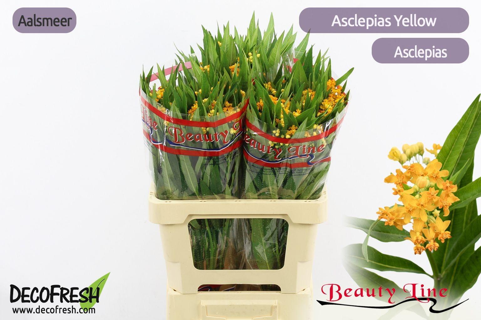 Срезанные цветы оптом Asclepias silky gold от 75шт из Голландии с доставкой по России