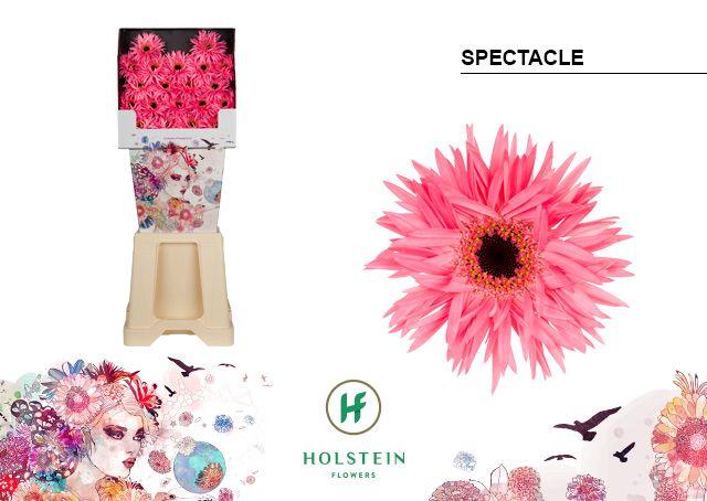 Срезанные цветы оптом Germini diamond gerspider spectacle от 80шт из Голландии с доставкой по России