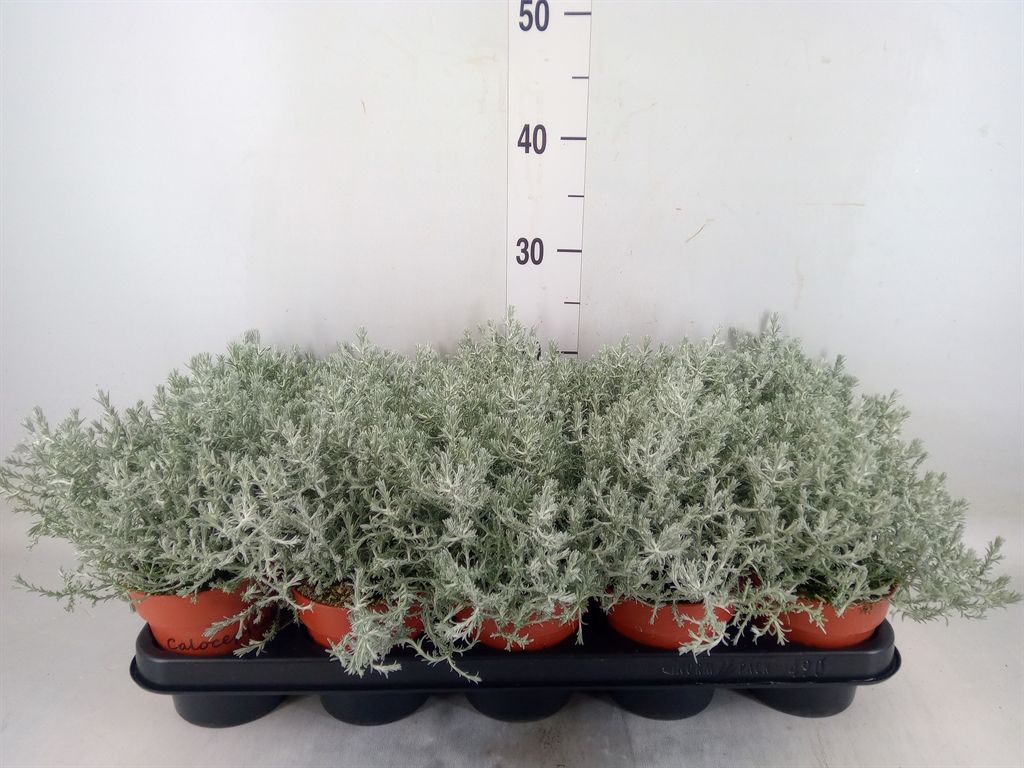 Горшечные цветы и растения оптом Leucophyta Brownii от 10шт из Голландии с доставкой по России